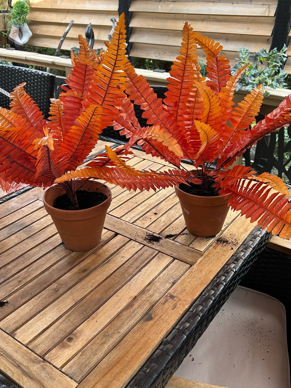 Fall Ferns and terracotta pots